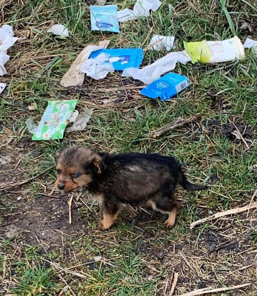 cucciolo tra i rifiuti