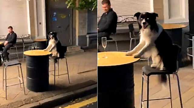 Il cane viene fotografato seduto al tavolo di un bar in attesa di essere servito