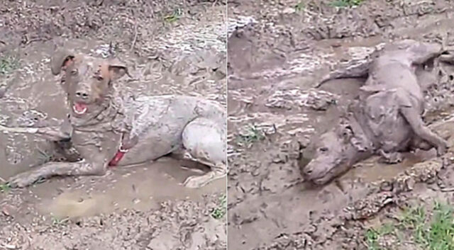 La cagnolina pensa di essere un maialino e si rotola nel fango: la faccia del proprietario