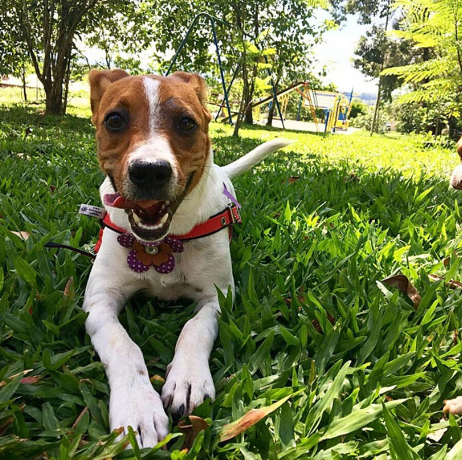 cane sdraiato sul prato