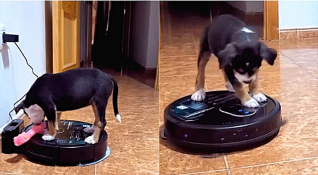 Cucciolo di cane fa un giretto sopra un robot aspirapolvere (VIDEO)
