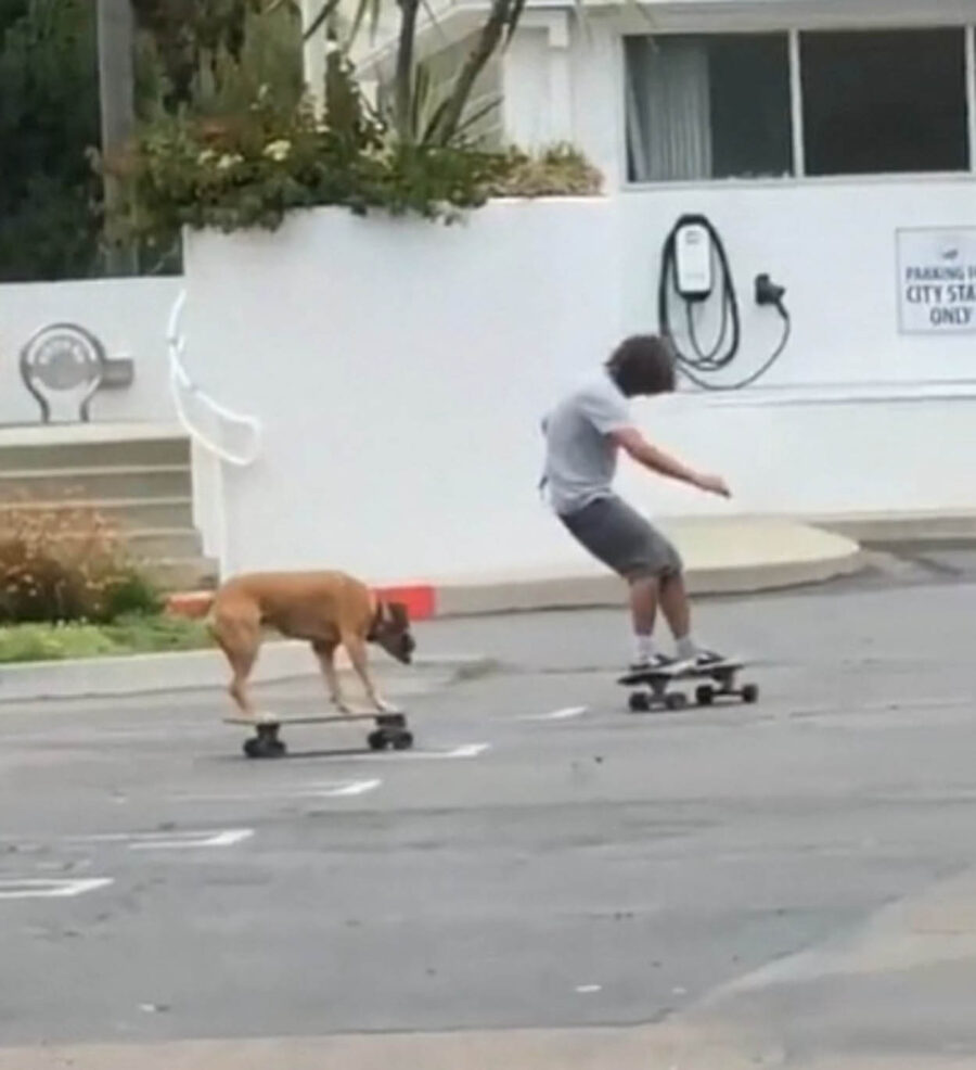 cane gioca sullo skateboard