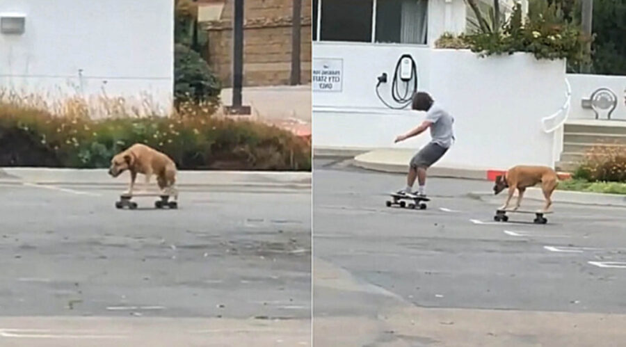 cane gioca sullo skateboard