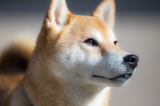 Gibilterra: il salvataggio di uno Shiba Inu rimasto bloccato su un tetto (VIDEO)