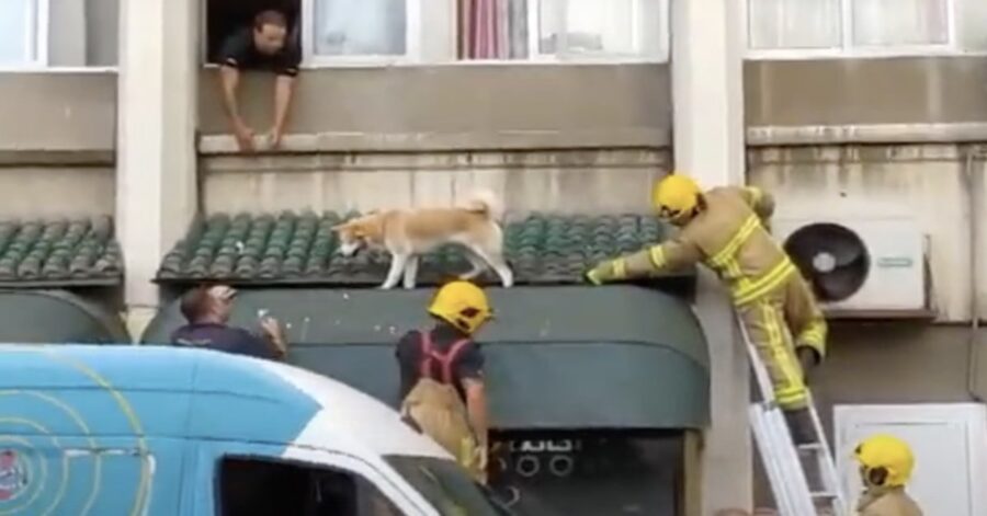 I vigili del fuoco salvano uno Shiba Inu a Gibilterra