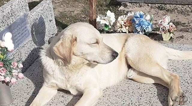 Dopo la morte del suo proprietario il cane vive nel cimitero e consola le famiglie in lutto