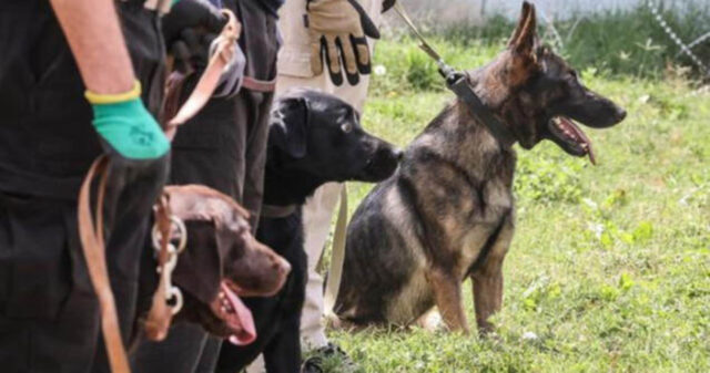 30 cani militari abbandonati all’aeroporto di Kabul dall’esercito statunitense, si preparano a tornare a lavoro