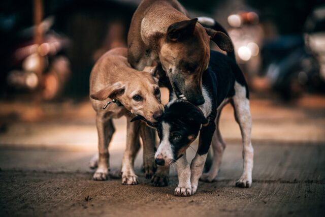 Il salvataggio di una famiglia di cani abbandonati durante un’inondazione in Messico (VIDEO)