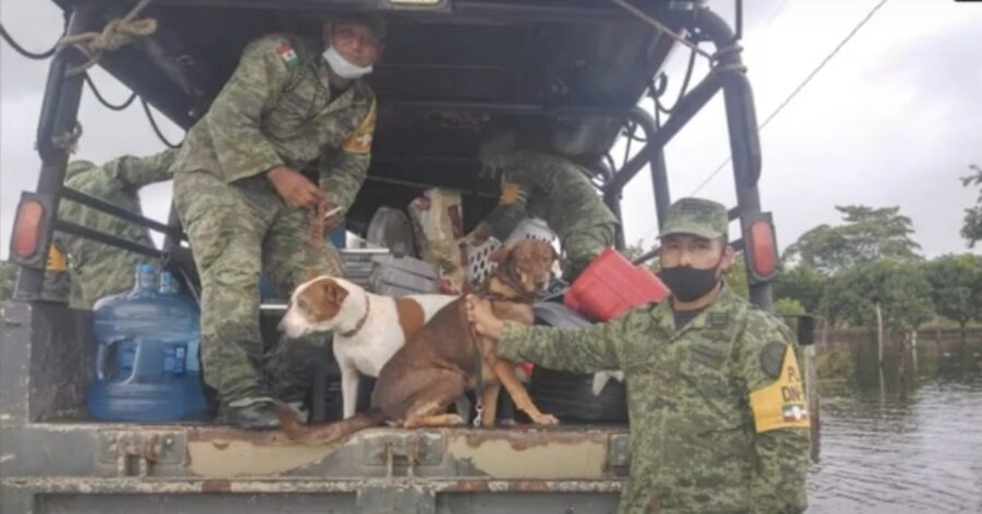 militari con cagnolini salvati