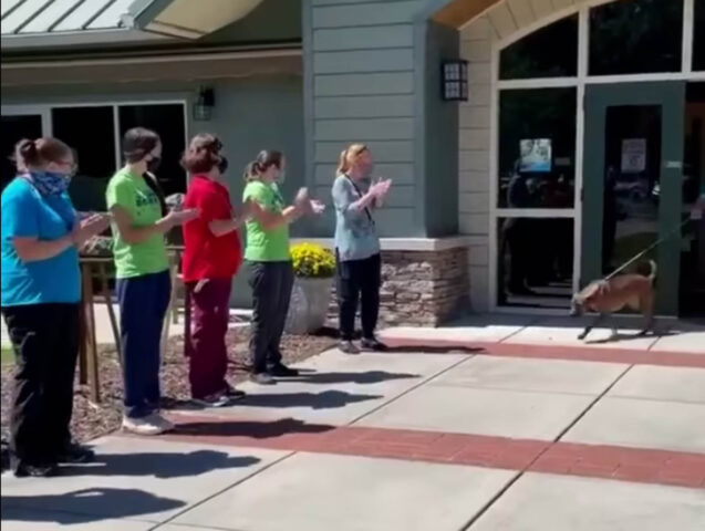 Il cane viene festeggiato quando viene adottato dopo aver trascorso un anno al rifugio
