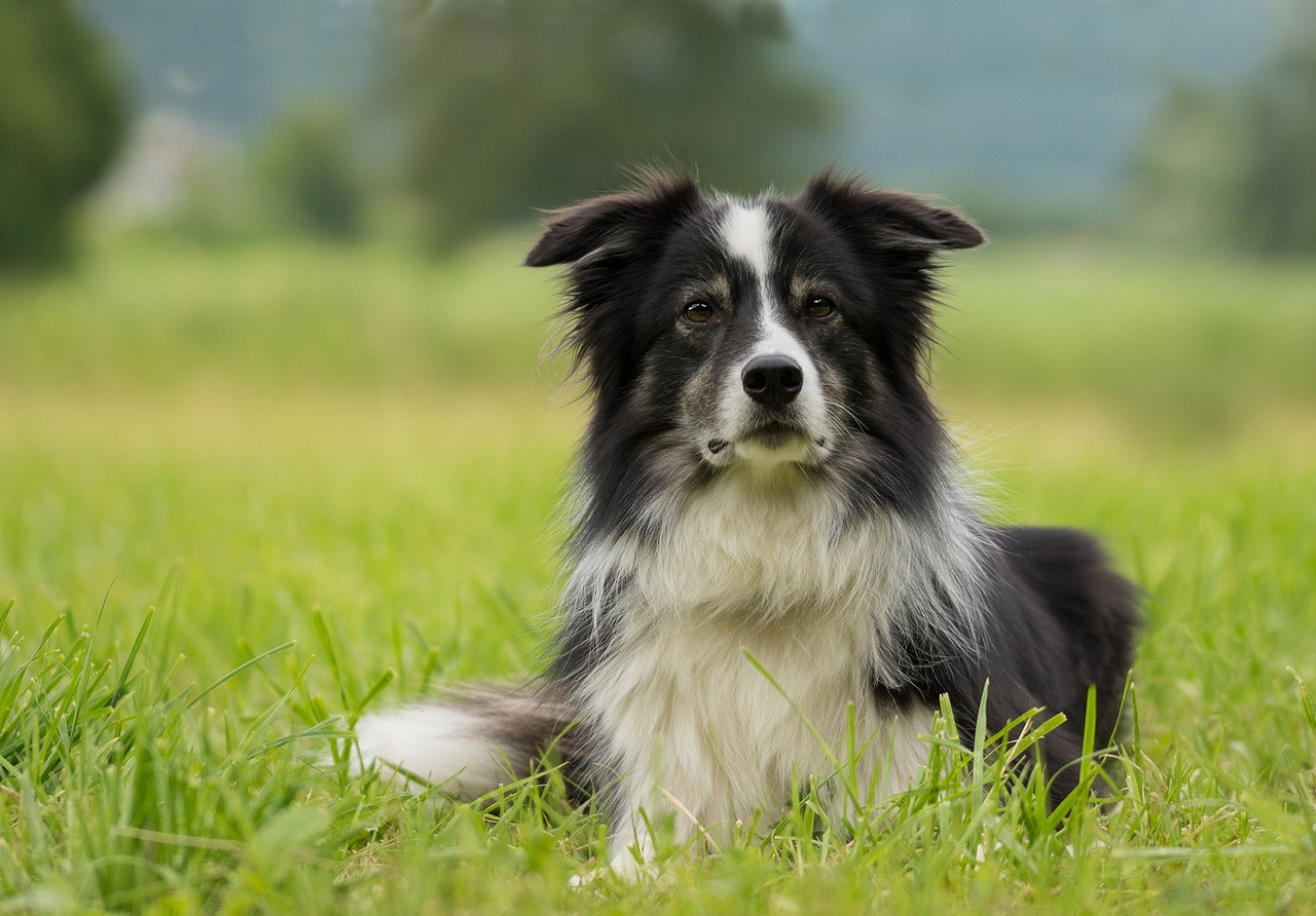 cane seduto nell'erba