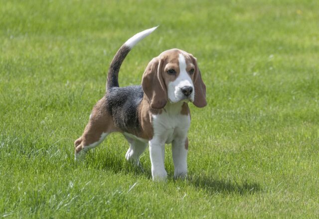 Come si accudisce un cucciolo di cane di taglia media?