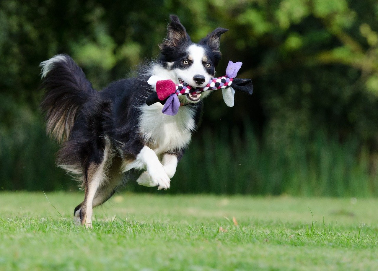 cane prende il gioco al volo