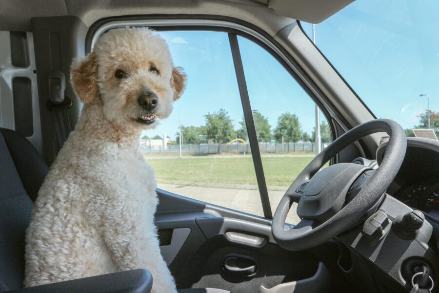 10 cose buffe che puoi insegnare al cucciolo di cane