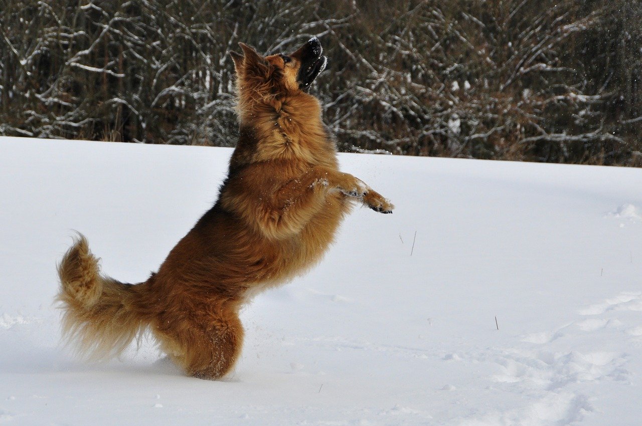 cane su due zampe