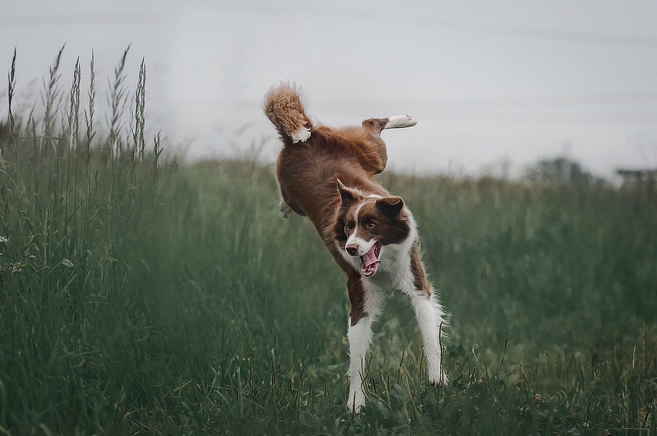 cane salta in alto