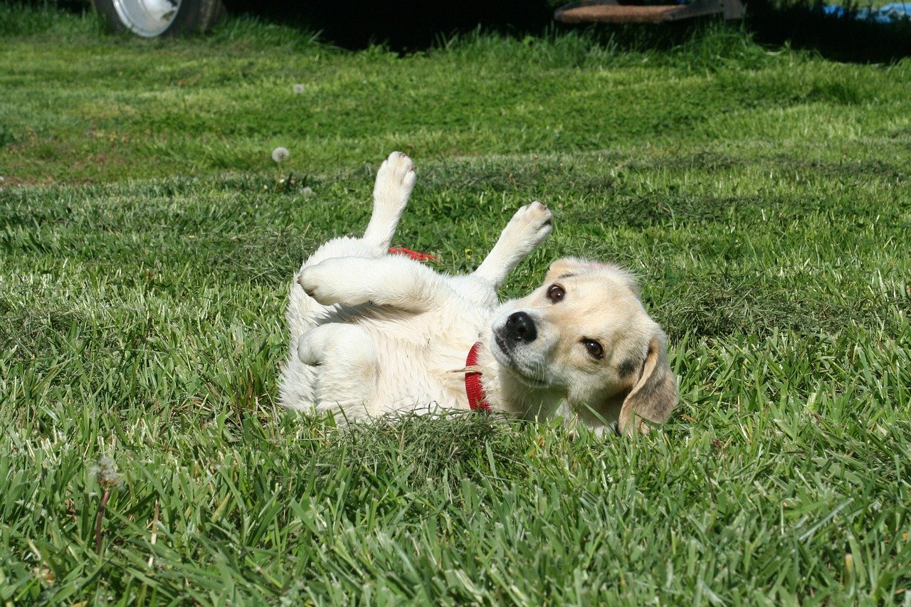 cane rotola nell'erba