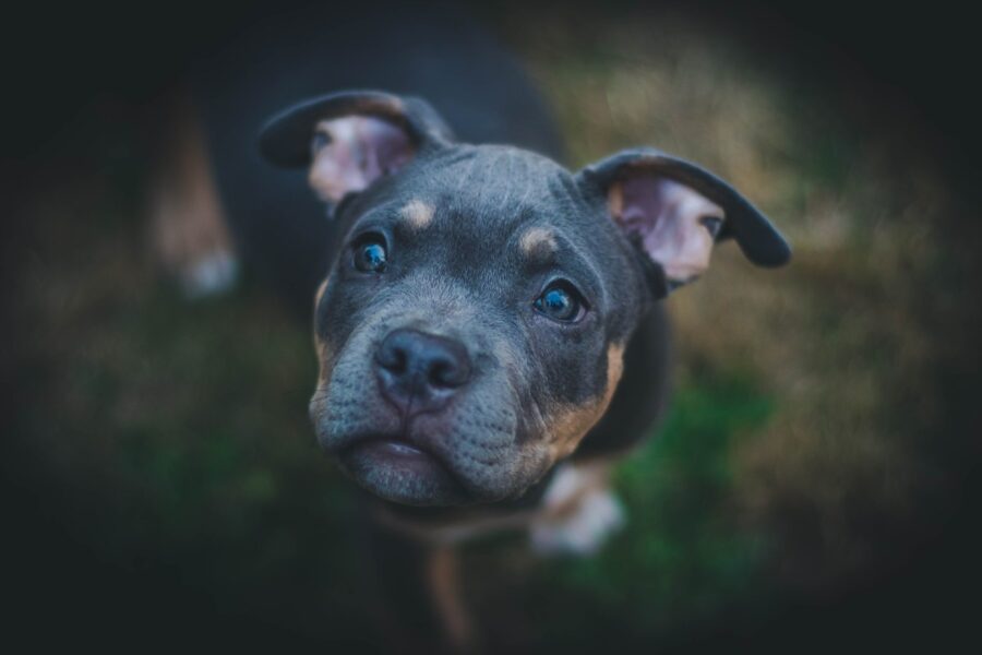 cucciolo di cane