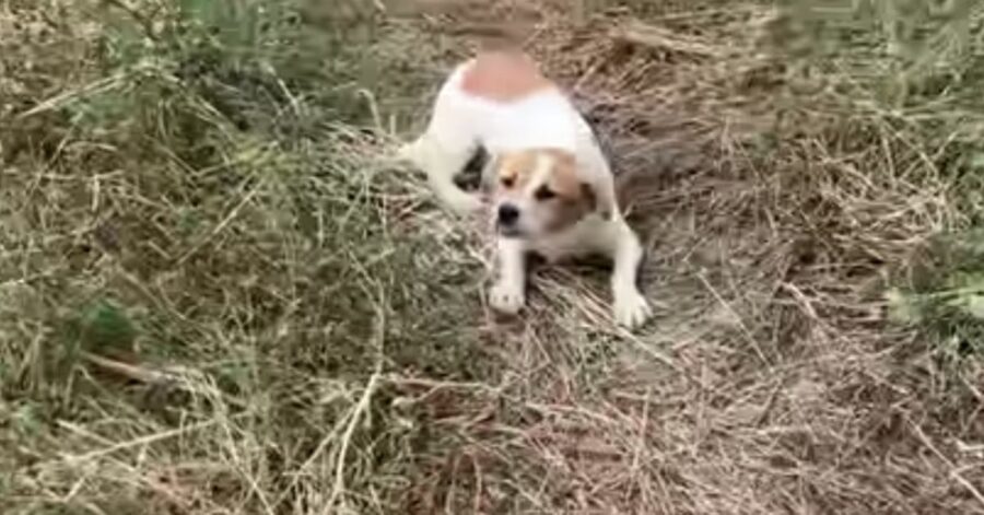 cagnolina trovata in campagna in Serbia