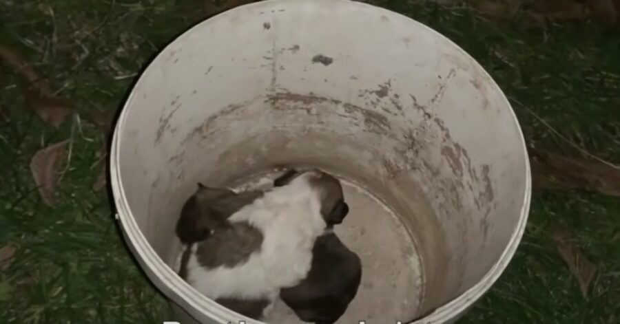 cagnolini appena nati dentro un bidone