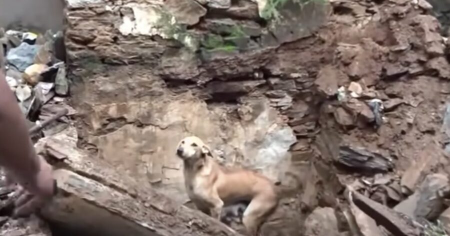 cagnolina cerca i suoi cuccioli