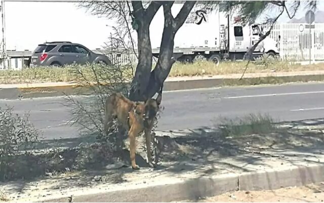 Cucciolo di pastore tedesco salvato dopo essere stato abbandonato : la storia