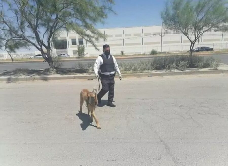 cucciolo di cane abbandonato legato ad un albero