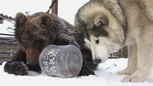 Cucciolo di Alaskan Malamute diventa amico di un cucciolo di orso (VIDEO)