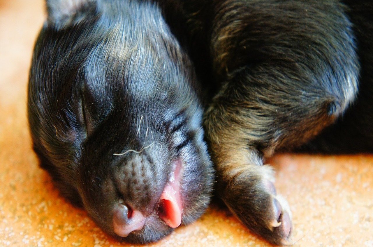 cagnolino con lingua fuori