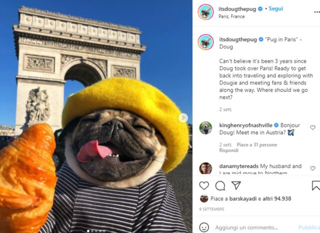 Doug il cucciolo di Carlino è diventato famoso in tutto il mondo del web (VIDEO)