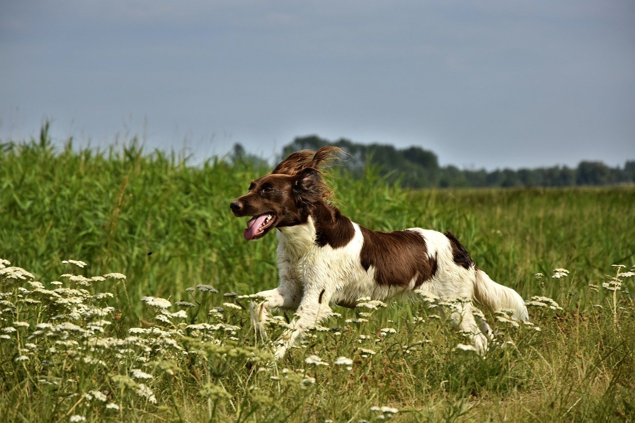 cane rincorre qualcosa