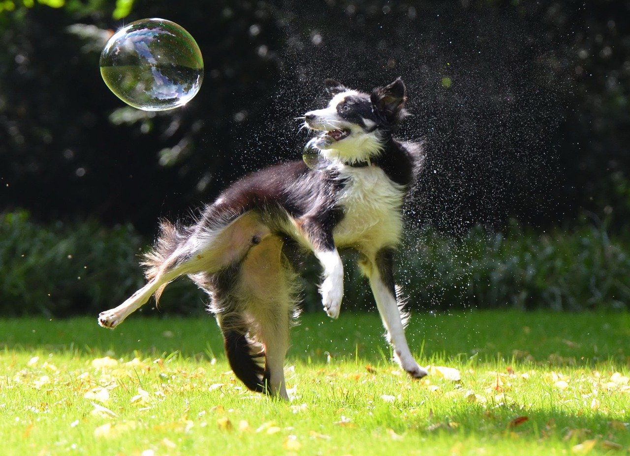 cane e bolla di sapone