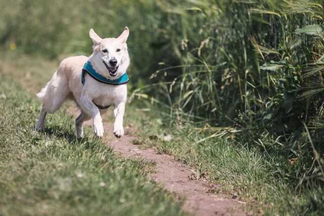 Come evitare che il cucciolo di cane insegua gli insetti?