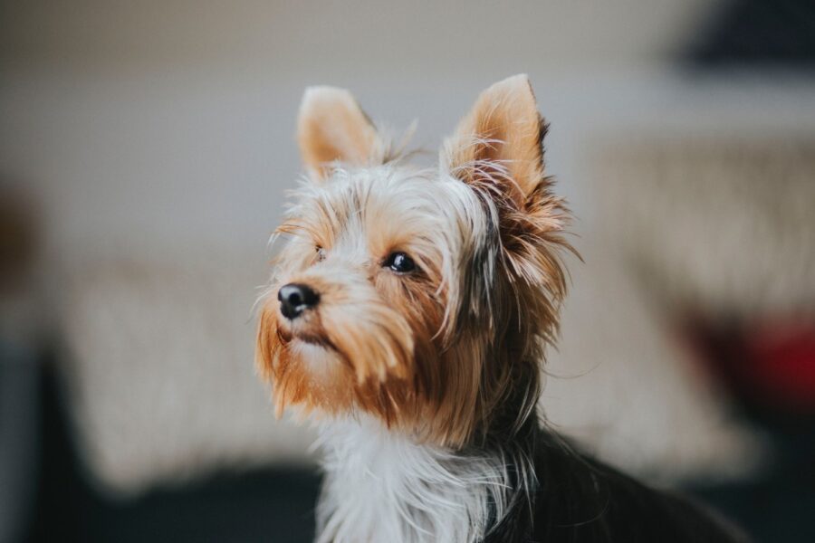 cane a pelo corto