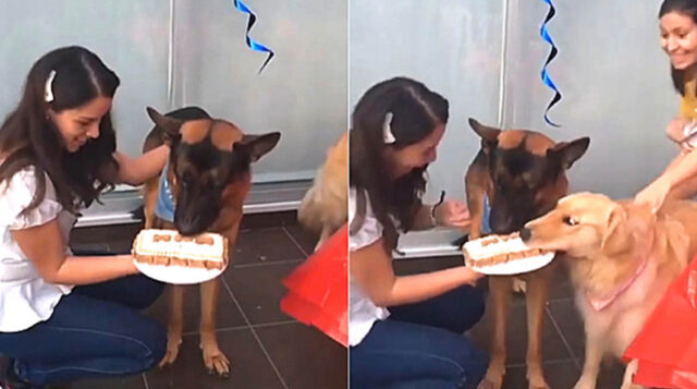 Un golden retriever impaziente afferra la torta di compleanno di un altro cane rovinandogli la festa