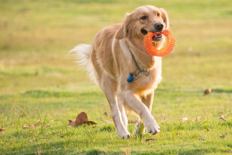 cane e anello di gomma fra i denti