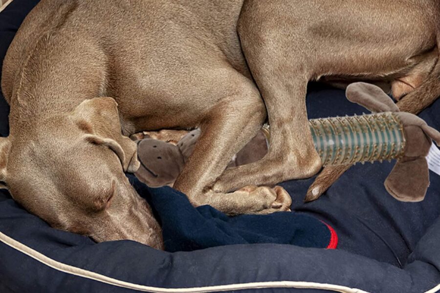 cane dorme con giocattolo fra le zampe