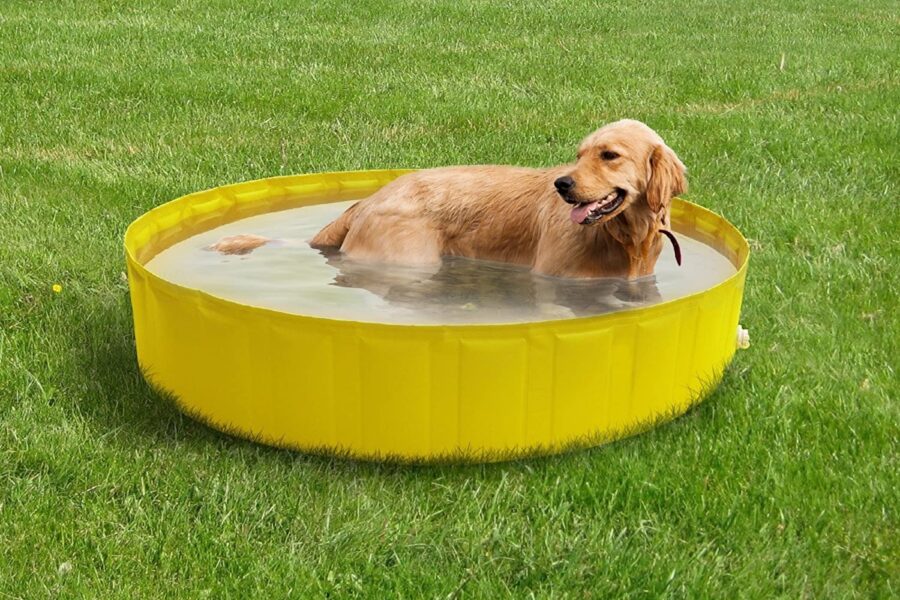 piscina per il bagno del cane