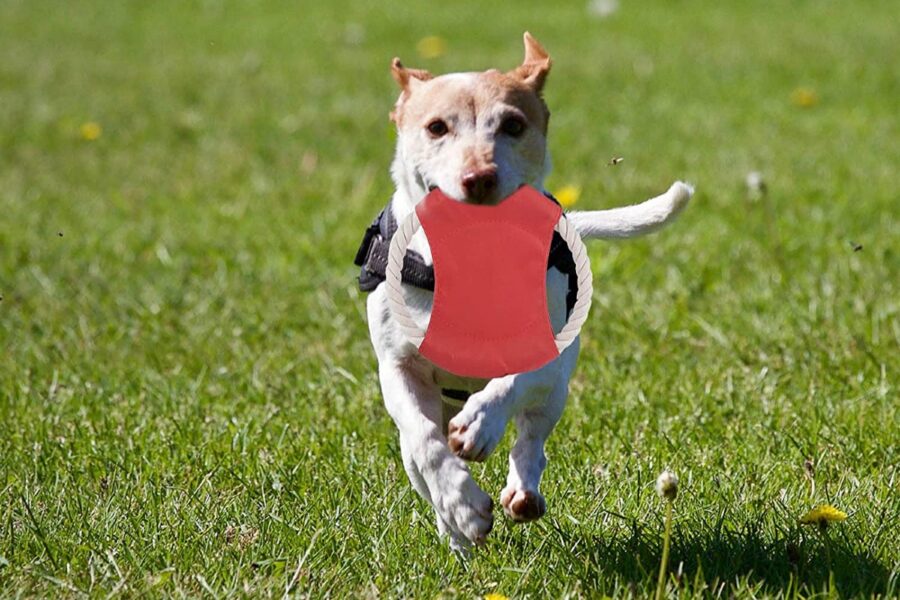 cane corre con frisbee