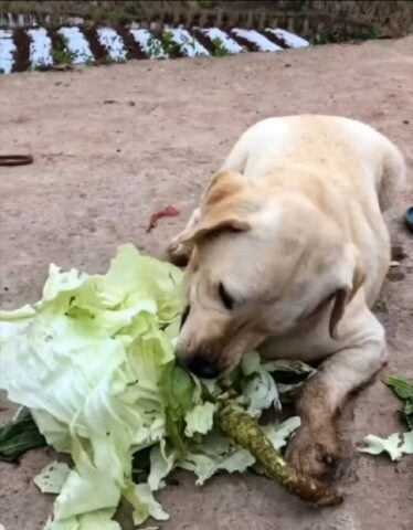 Goloso cane mangia verdure per la prima volta (VIDEO)