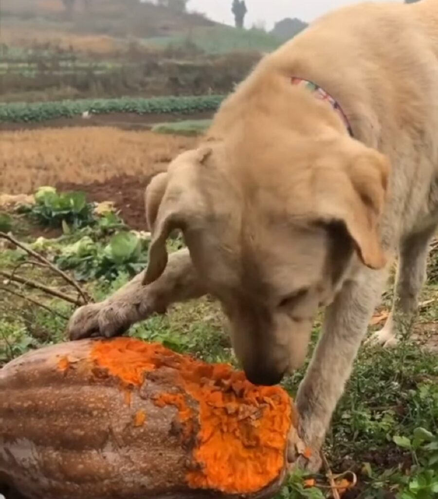 goloso cane mangia verdure per la prima volta 