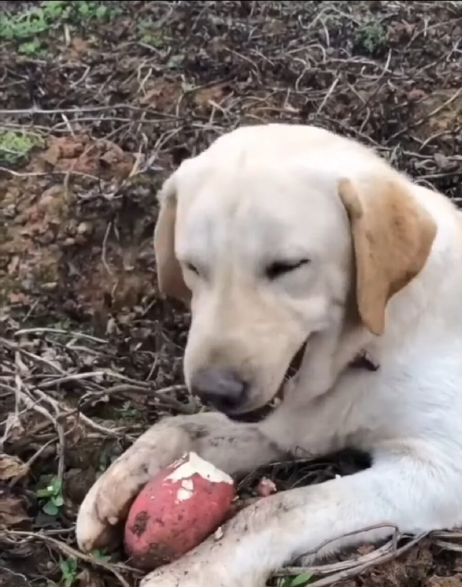 goloso cane mangia ortaggi