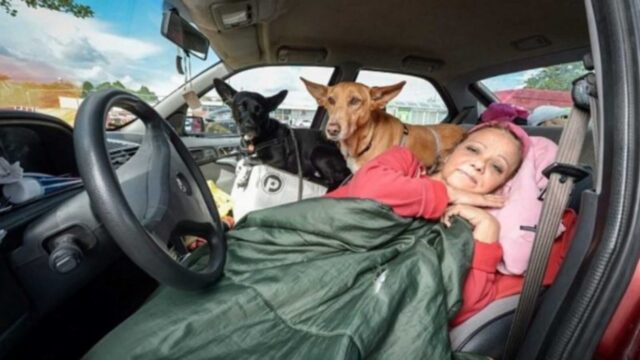 Insegnante disoccupata e senza casa vive in auto per non lasciare i suoi cani