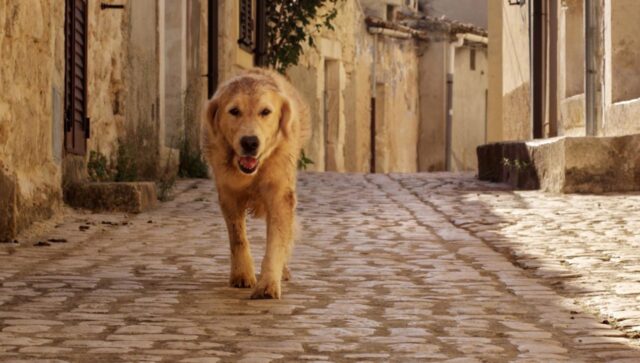 Italo il cucciolo mascotte di Scicli ha raggiunto il grande schermo (VIDEO)