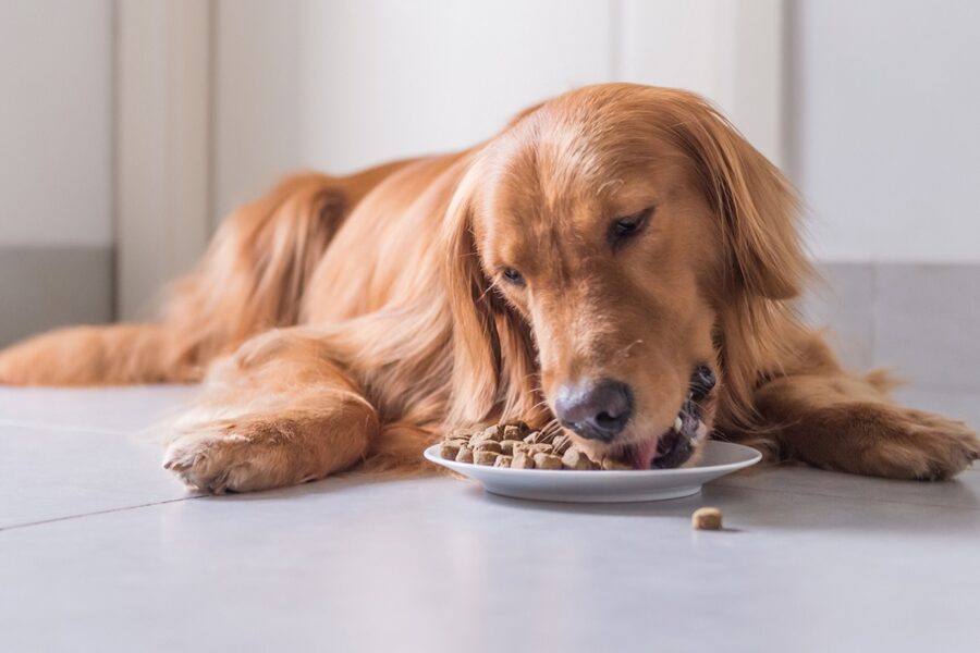 cane mangia disteso