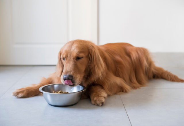 Il lievito di birra fa bene al cane?