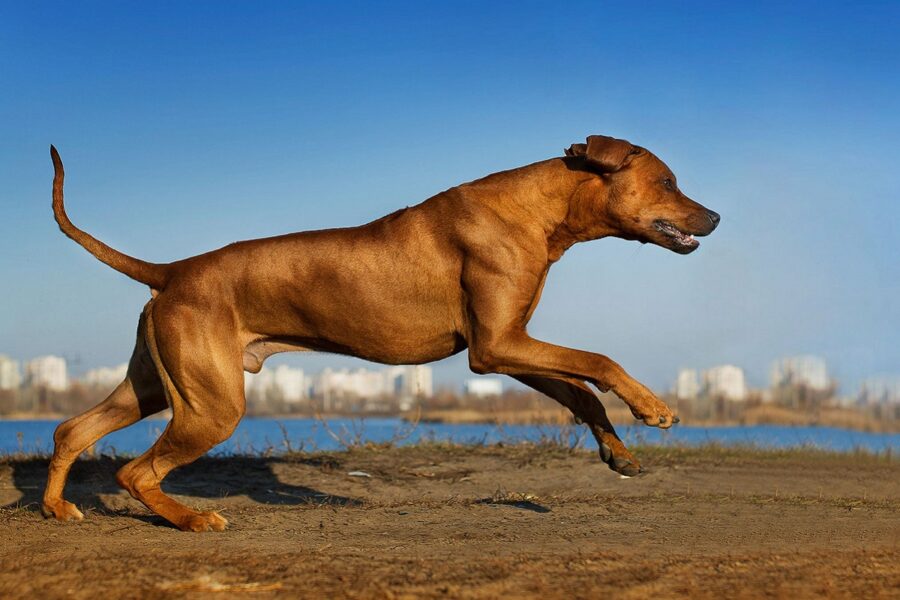 cane che corre