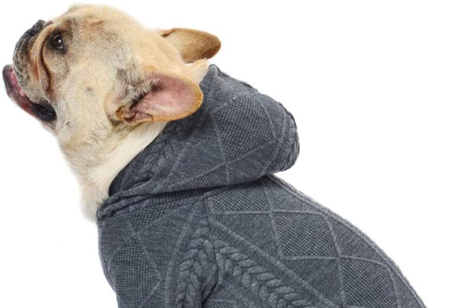 maglia con cappuccio per cane