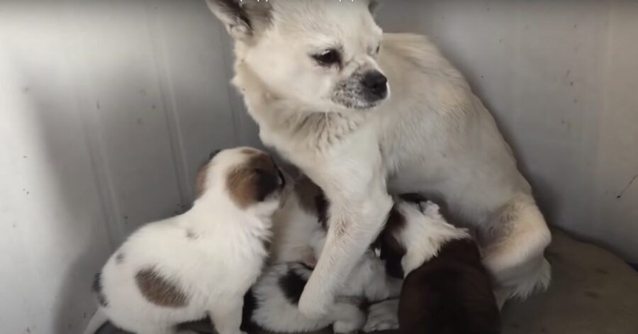 mamma e cagnolini vengono salvati in Cina