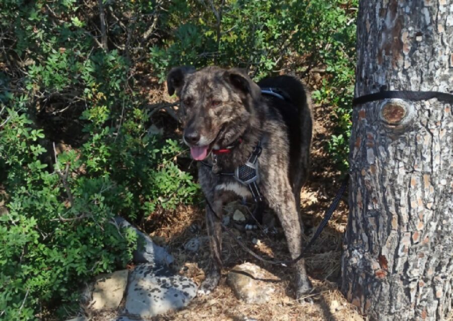 cagnolina samy immersa natura